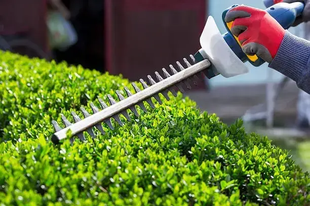 hedge trimming with machine